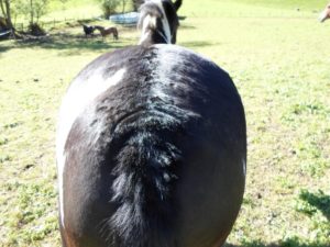 Juckreiz mit offenen, blutenden Stellen - Behandlung