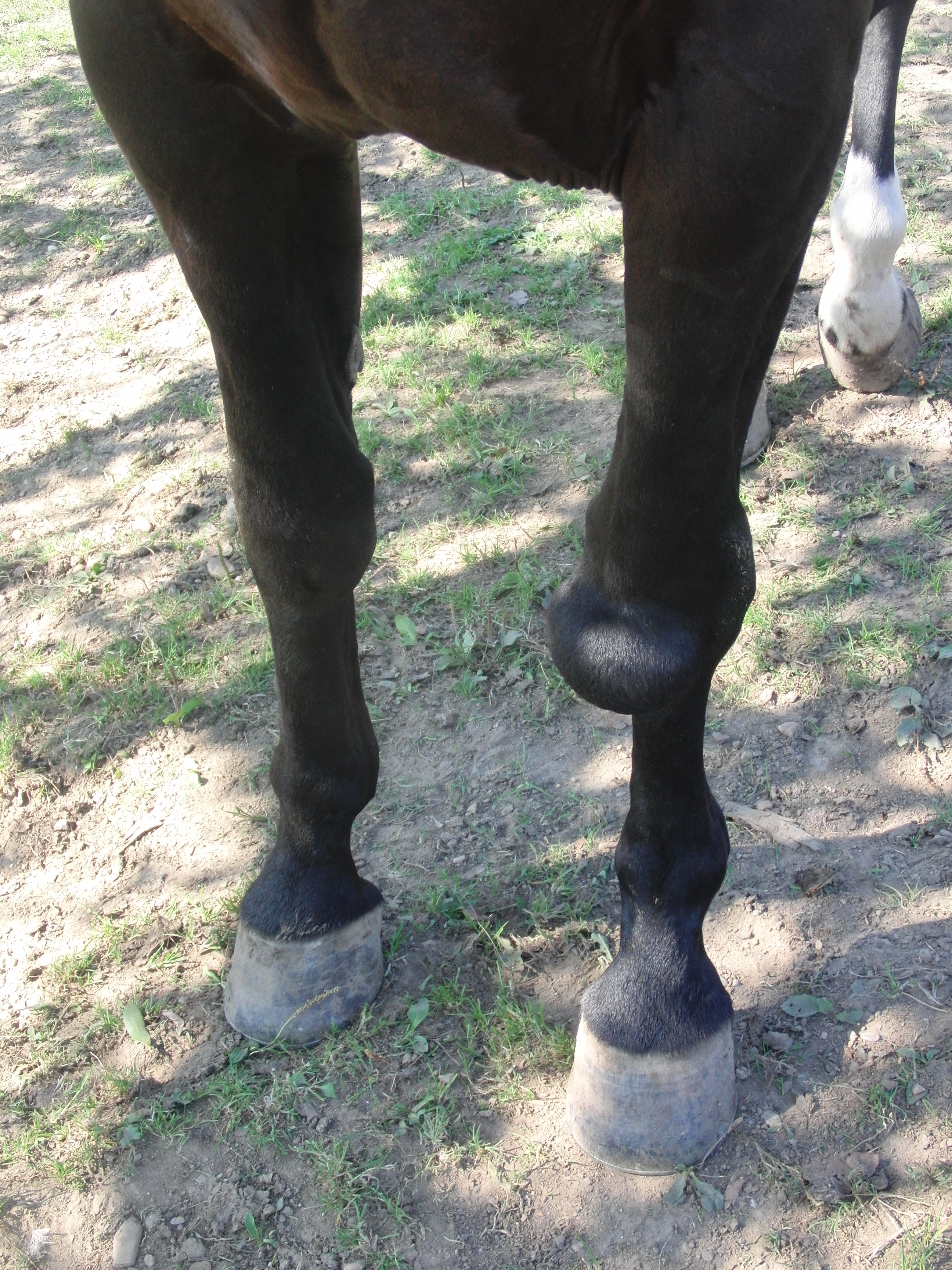 Artrose beim PFerd - Definition Arthrose beim Pferd - Definition