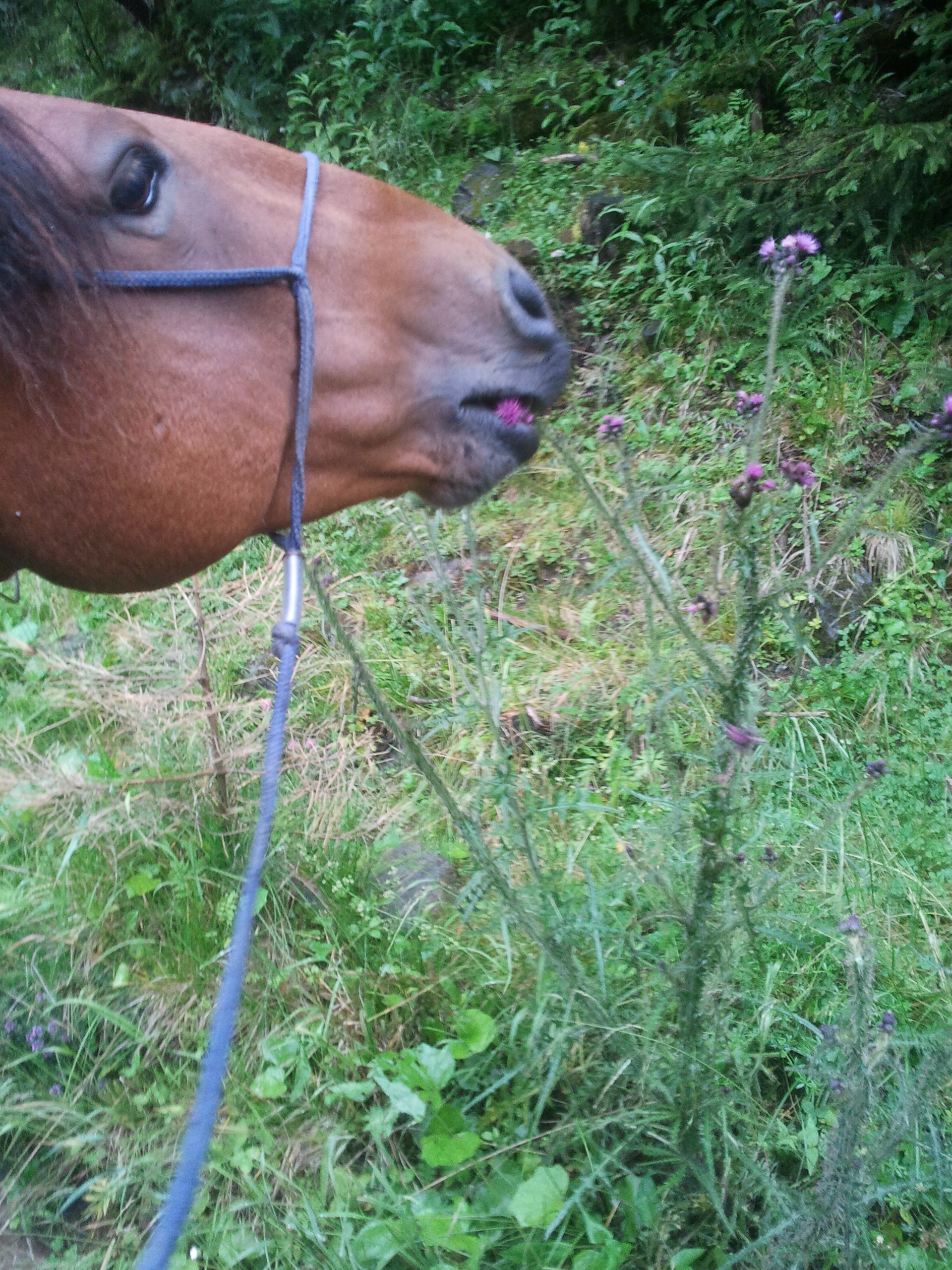 Leberentgiftung Pferd