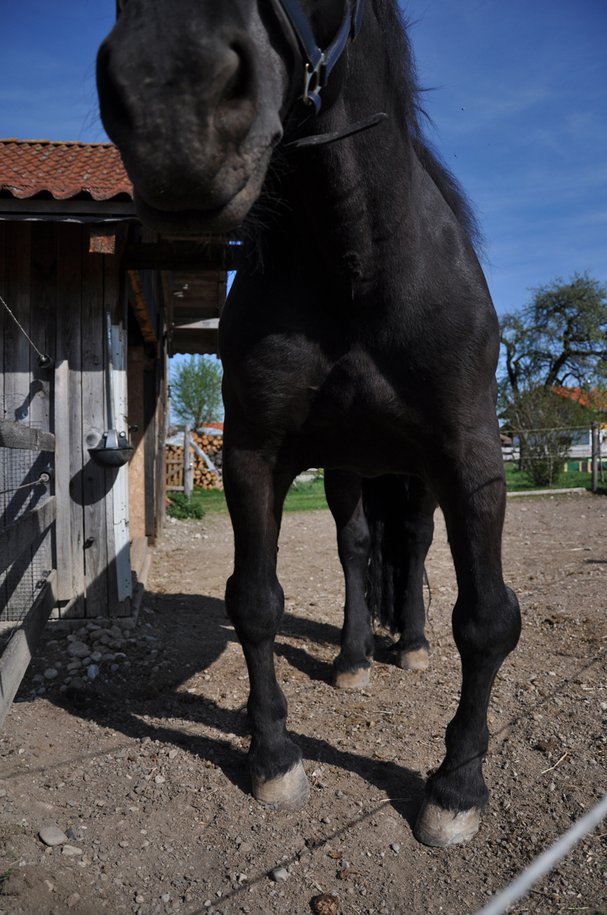 Mangelernährung Pferd Mangelernährung beim Pferd