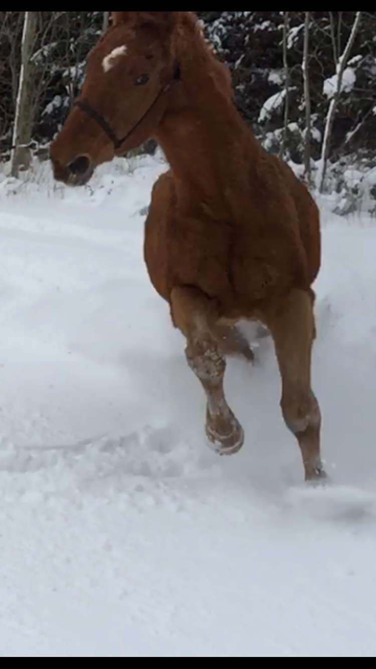 Sternchen im Schnee